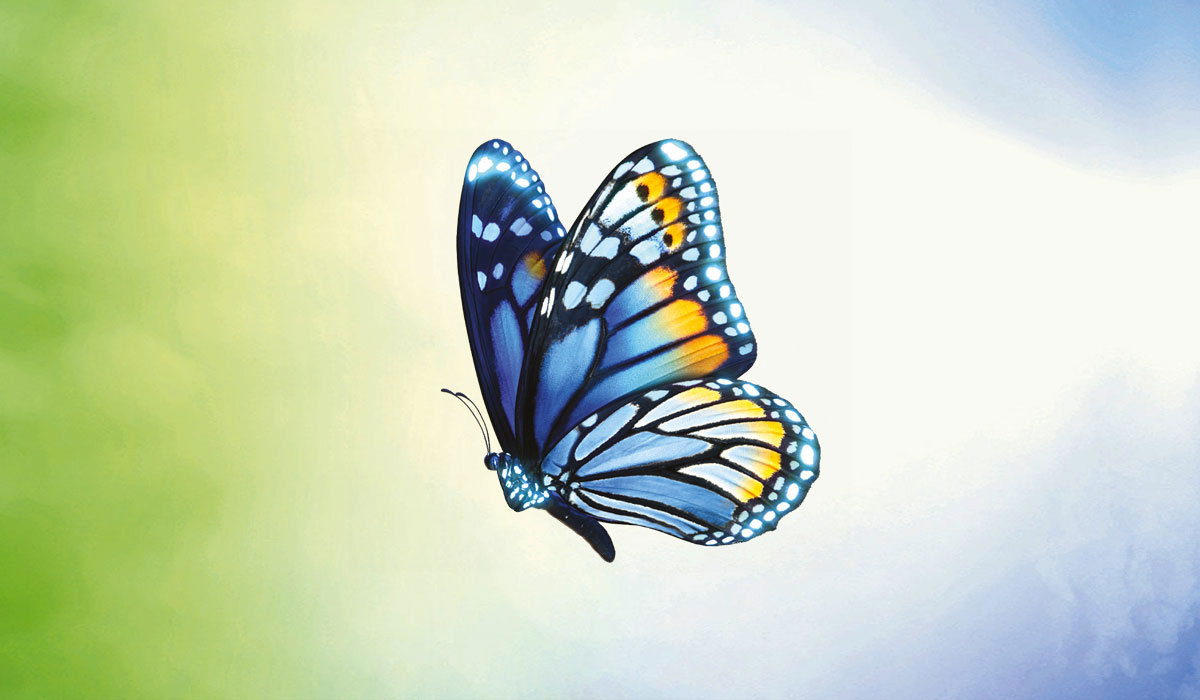 unoenergy farfalla 1